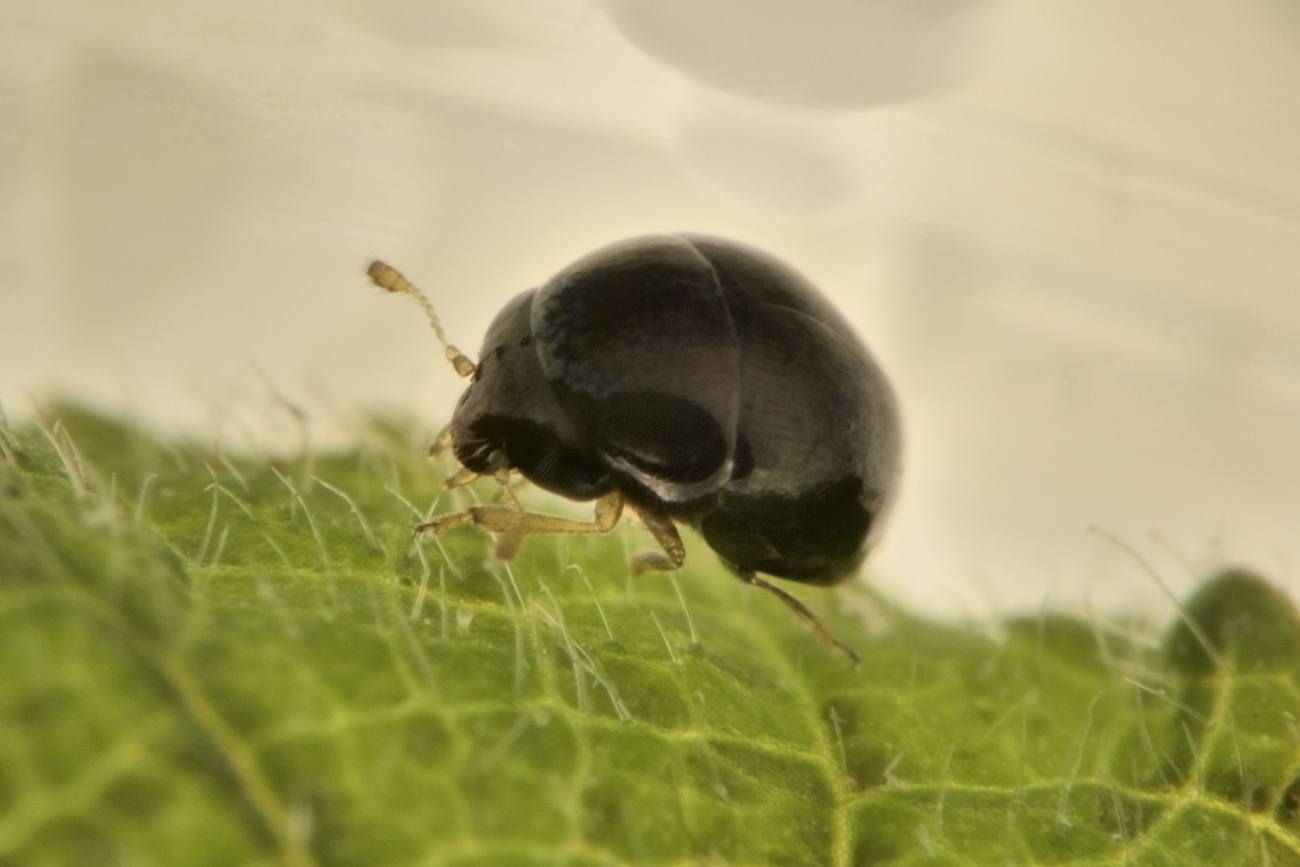 Cybocephalidae: Cybocephalus sp?
